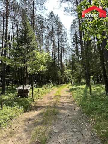 Działka leśna Rudnica. Zdjęcie 5