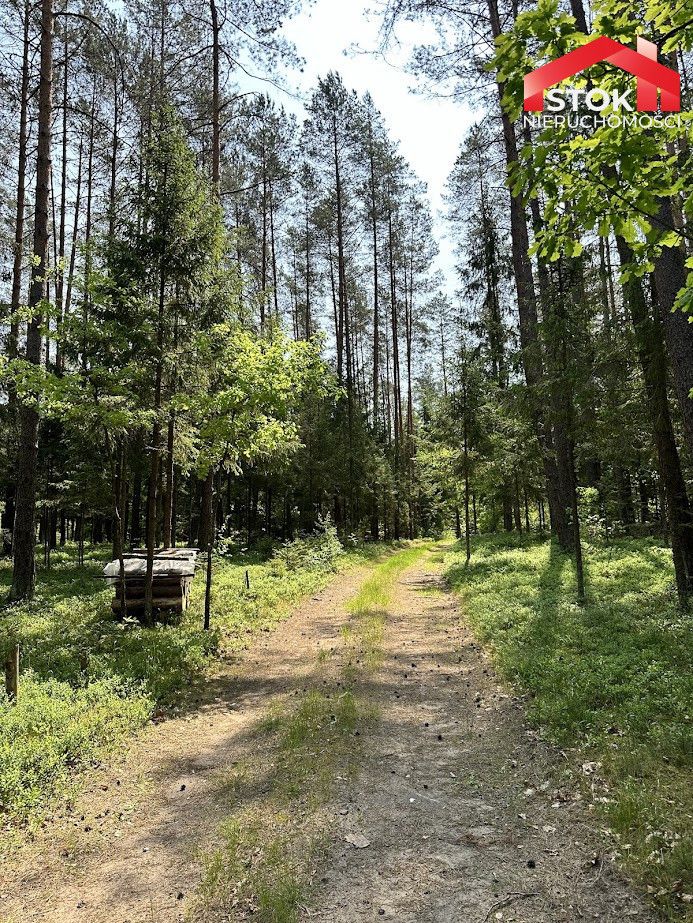 Działka leśna Rudnica. Zdjęcie 5