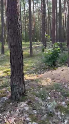 Działka leśna Wilga. Zdjęcie 1