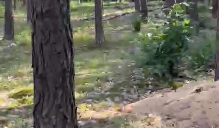 Działka leśna Wilga