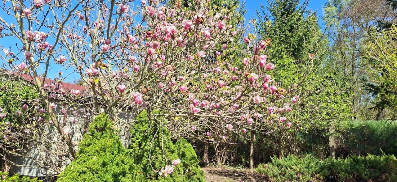Działka rod Gorzów Wielkopolski. Zdjęcie 6