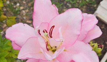 Działka rod Białystok Dojlidy