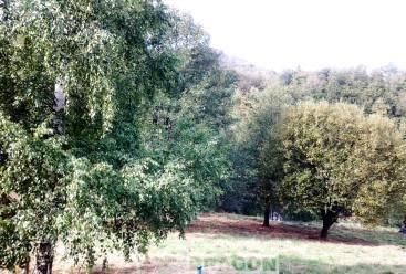 Działka budowlana Rościszów, ul. Spacerowa. Zdjęcie 1