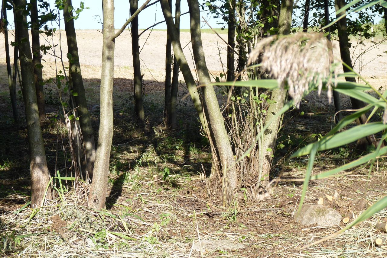 Działka rolna Zieleniewo. Zdjęcie 10