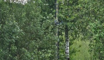 Działka siedliskowa Suwałki Studzieniczne