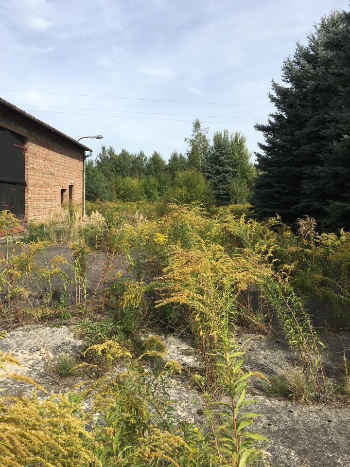 Działka budowlana Gołków Gołków-Cegielnia, ul. Gołkowska. Zdjęcie 7