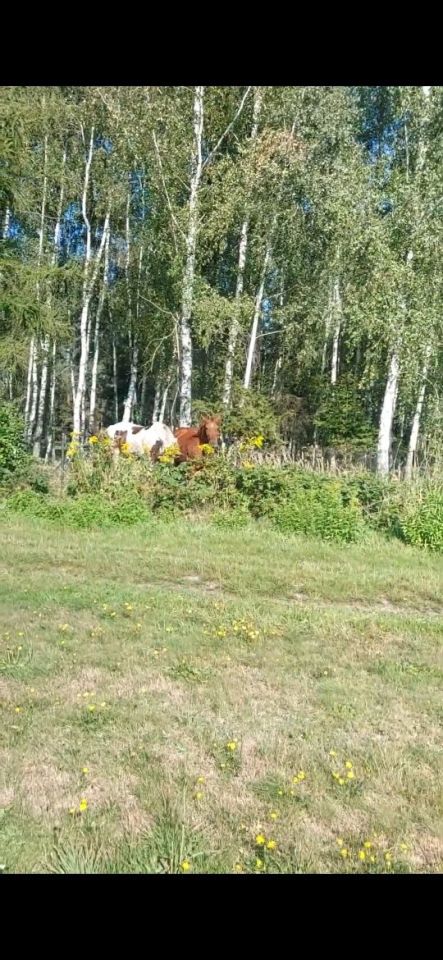 Działka rolno-budowlana Orpelów. Zdjęcie 8