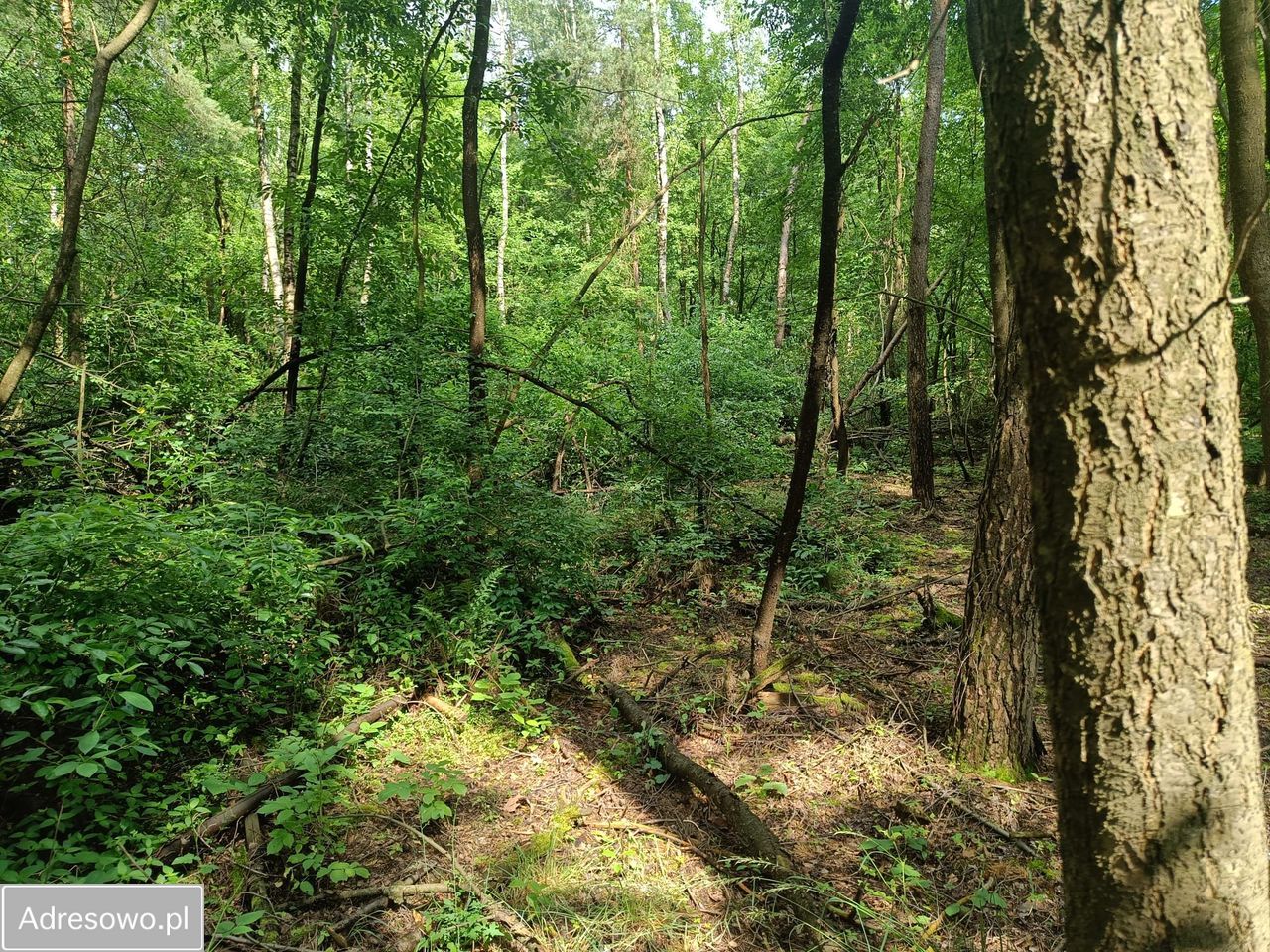 Działka budowlana Ostrowina. Zdjęcie 3