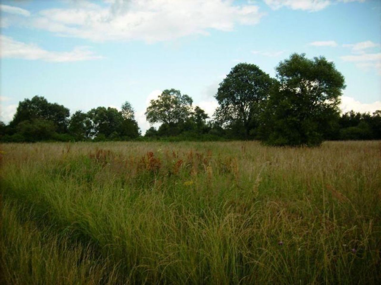 Działka rolno-budowlana Kamieńczyk, ul. Kolonia Rafa