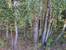 Działka rolna Czułów. Zdjęcie 2