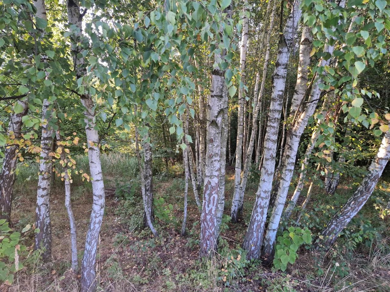 Działka rolna Czułów. Zdjęcie 3