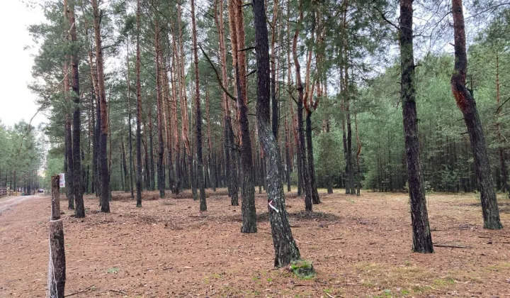 Działka leśna Karolinów