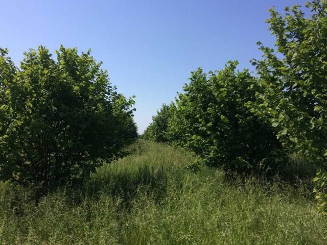 Działka rolna Anielino. Zdjęcie 1