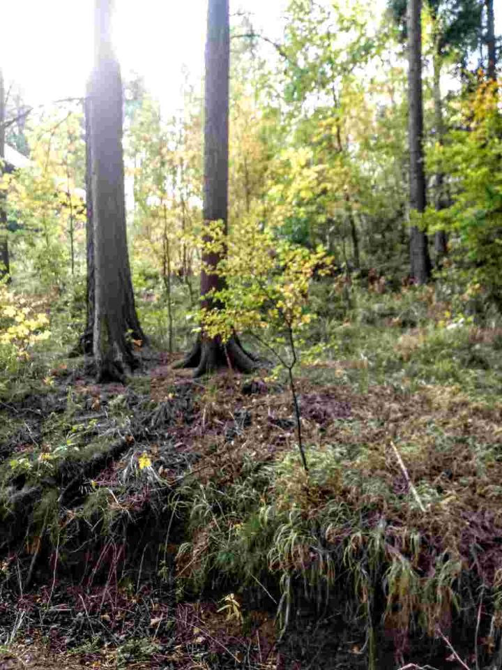 Działka inwestycyjna Karpacz Bierutowice, ul. Wita Stwosza. Zdjęcie 4
