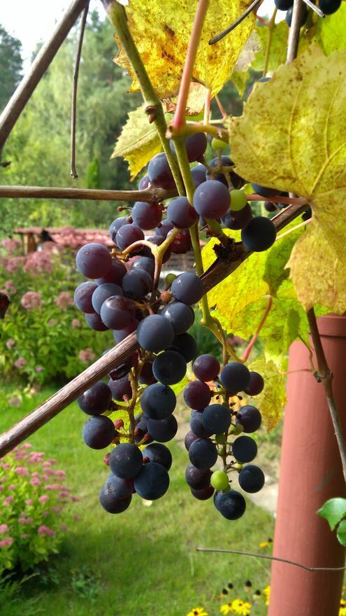 Działka rod Olsztyn, ROD Wójtowo. Zdjęcie 3