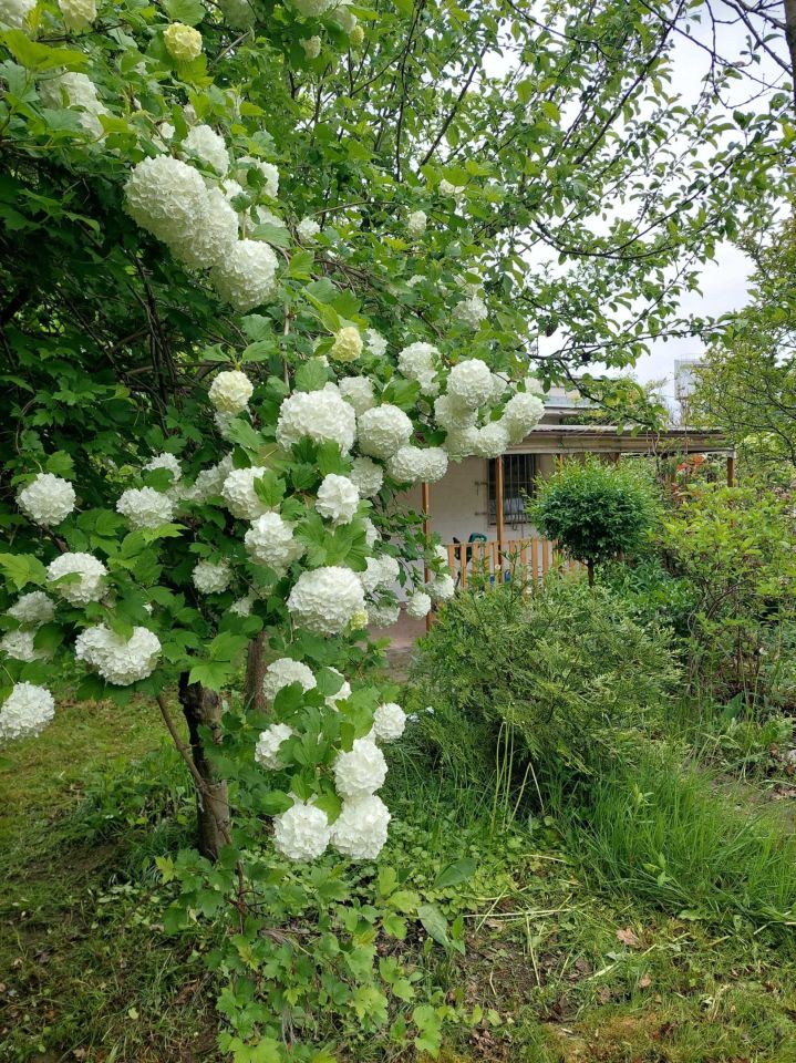 Działka rod Warszawa Ursynów, ul. Poleczki. Zdjęcie 3