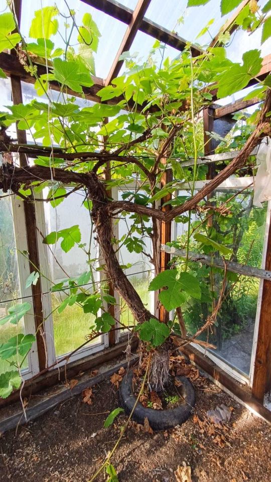 Działka rod Mrągowo. Zdjęcie 5