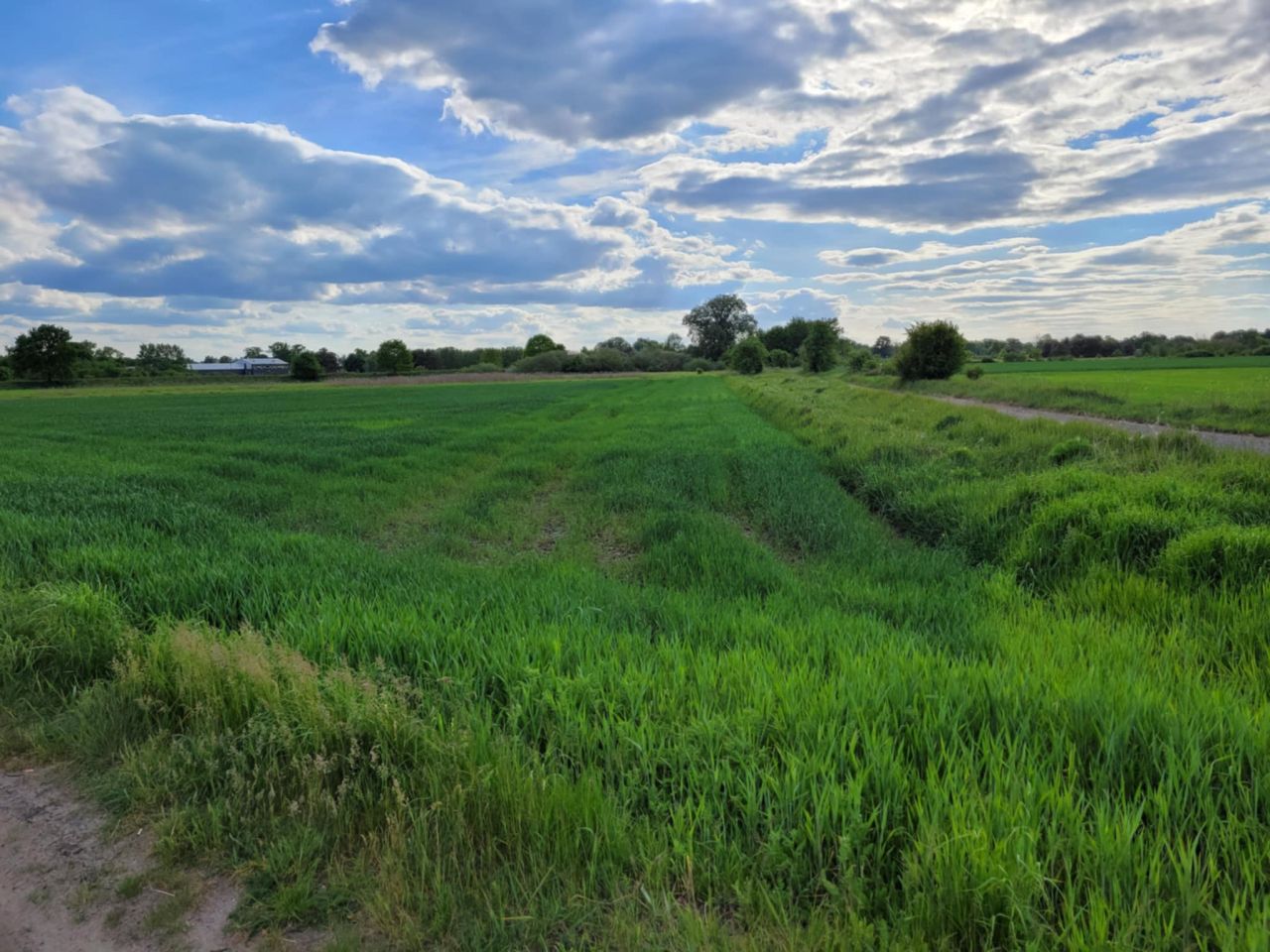 Działka budowlana Stare Polichno, ul. Sportowa