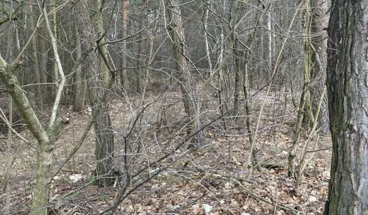 Działka leśna Ulaski