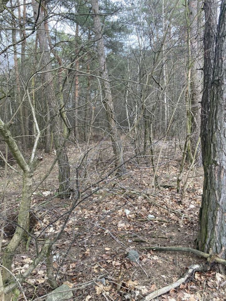 Działka leśna Ulaski