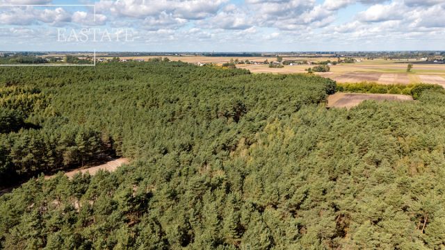 Działka leśna Maurzyce. Zdjęcie 6