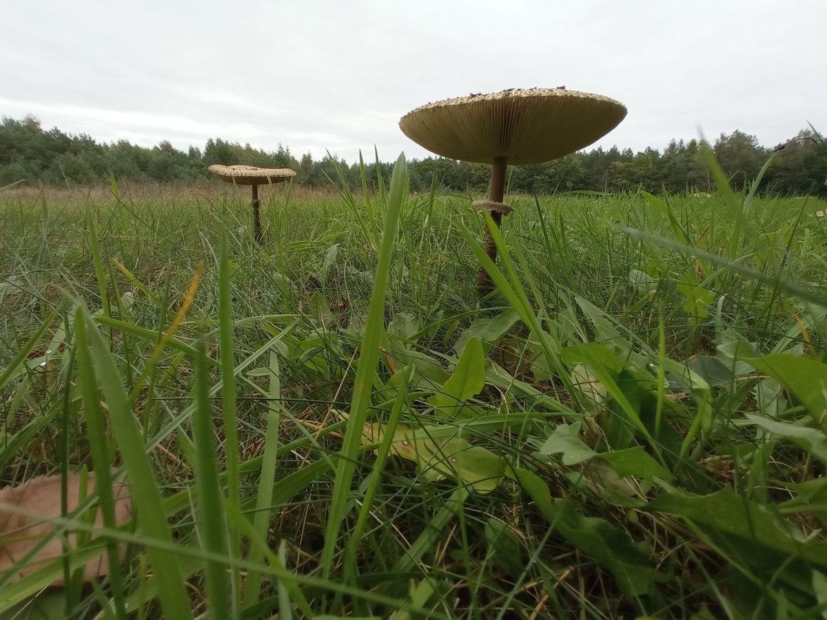 Działka budowlana Koźle. Zdjęcie 5