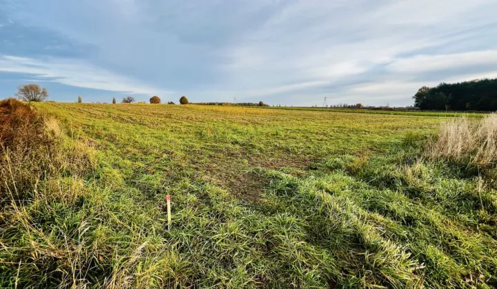 Działka budowlana Zalesie-Kolonia