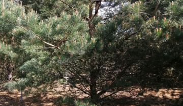 Działka rekreacyjna Lubaty