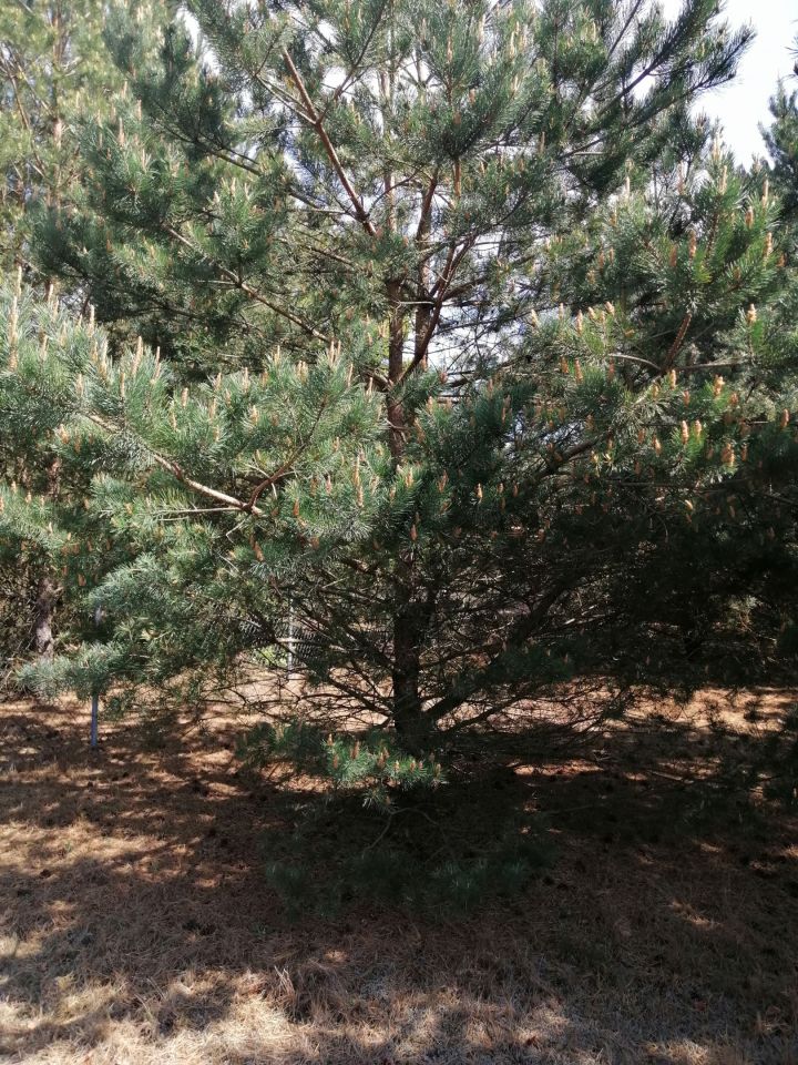 Działka rekreacyjna Lubaty. Zdjęcie 2