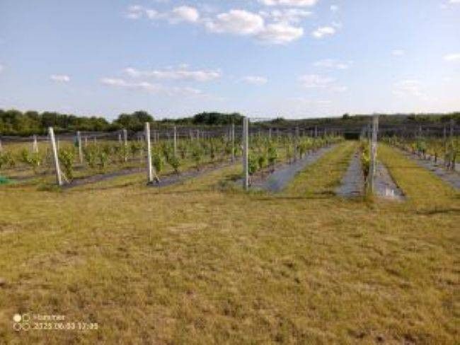 Działka rolno-budowlana Tchórzno. Zdjęcie 7