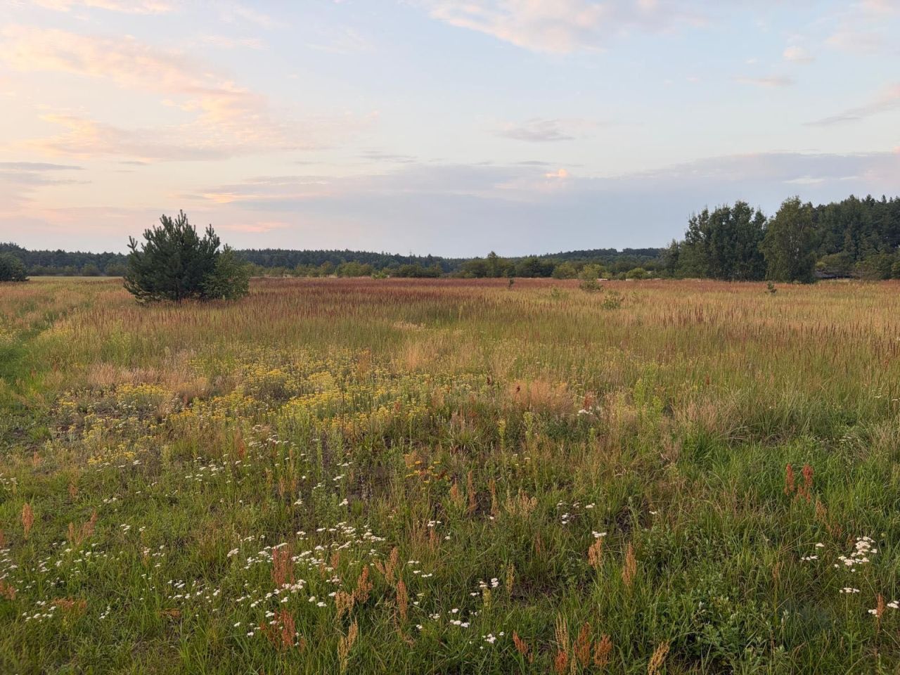 Działka rolno-budowlana Podlesie. Zdjęcie 1