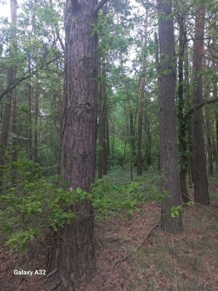 Działka leśna Miedźno. Zdjęcie 7