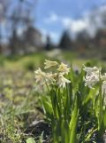 Działka rod Ciechanów Śmiecin, ul. Konwaliowa. Zdjęcie 2