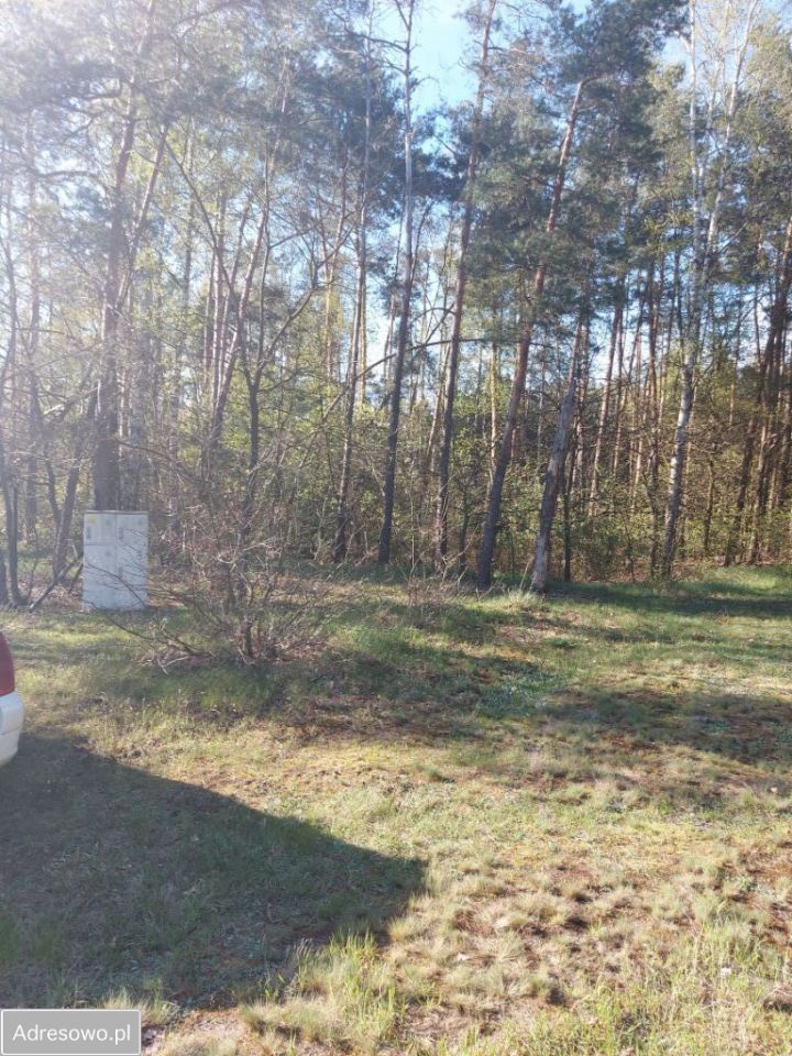 Działka leśna Drzewociny. Zdjęcie 9