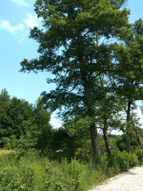 Działka Strzeniówka 3240 m2 499 000 zł