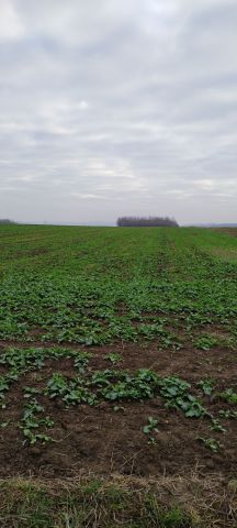 Działka rolno-budowlana Niechobrz. Zdjęcie 1