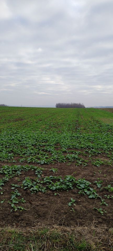 dzia-ka-niechobrz-bez-po-rednika-7400-m2-530-000-z