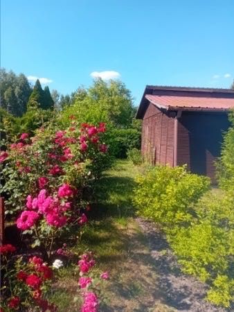 Działka rekreacyjna Kajetany, ul. Brzozowa. Zdjęcie 1