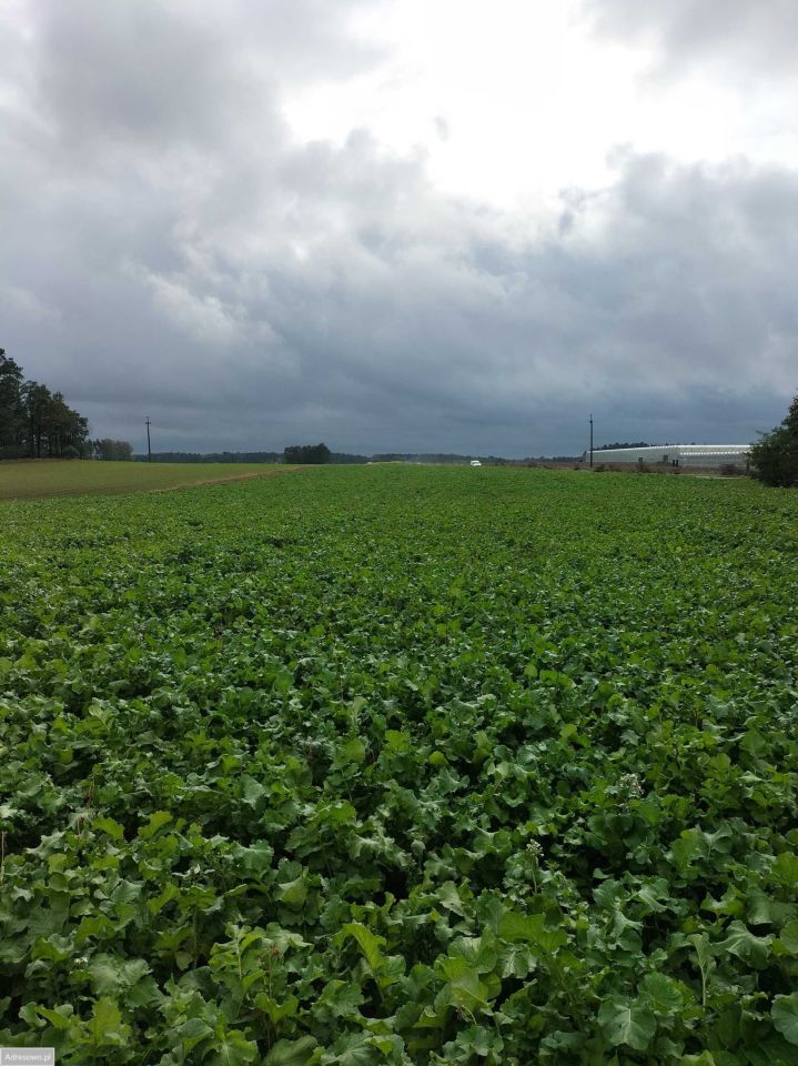 Działka rolna Cienia Druga. Zdjęcie 4