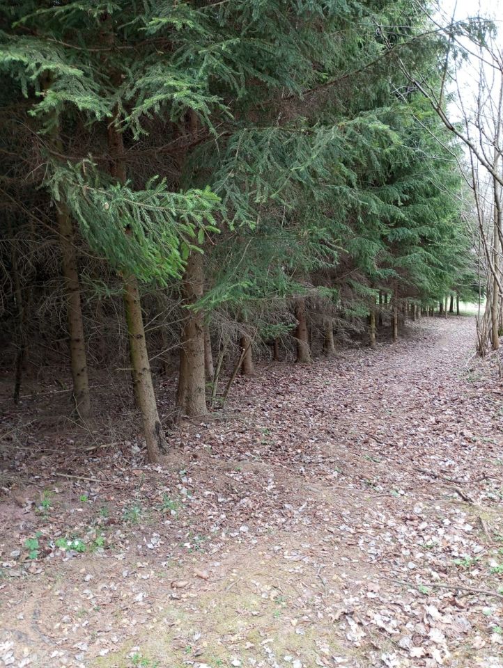 Działka rolno-budowlana Sokolica. Zdjęcie 7