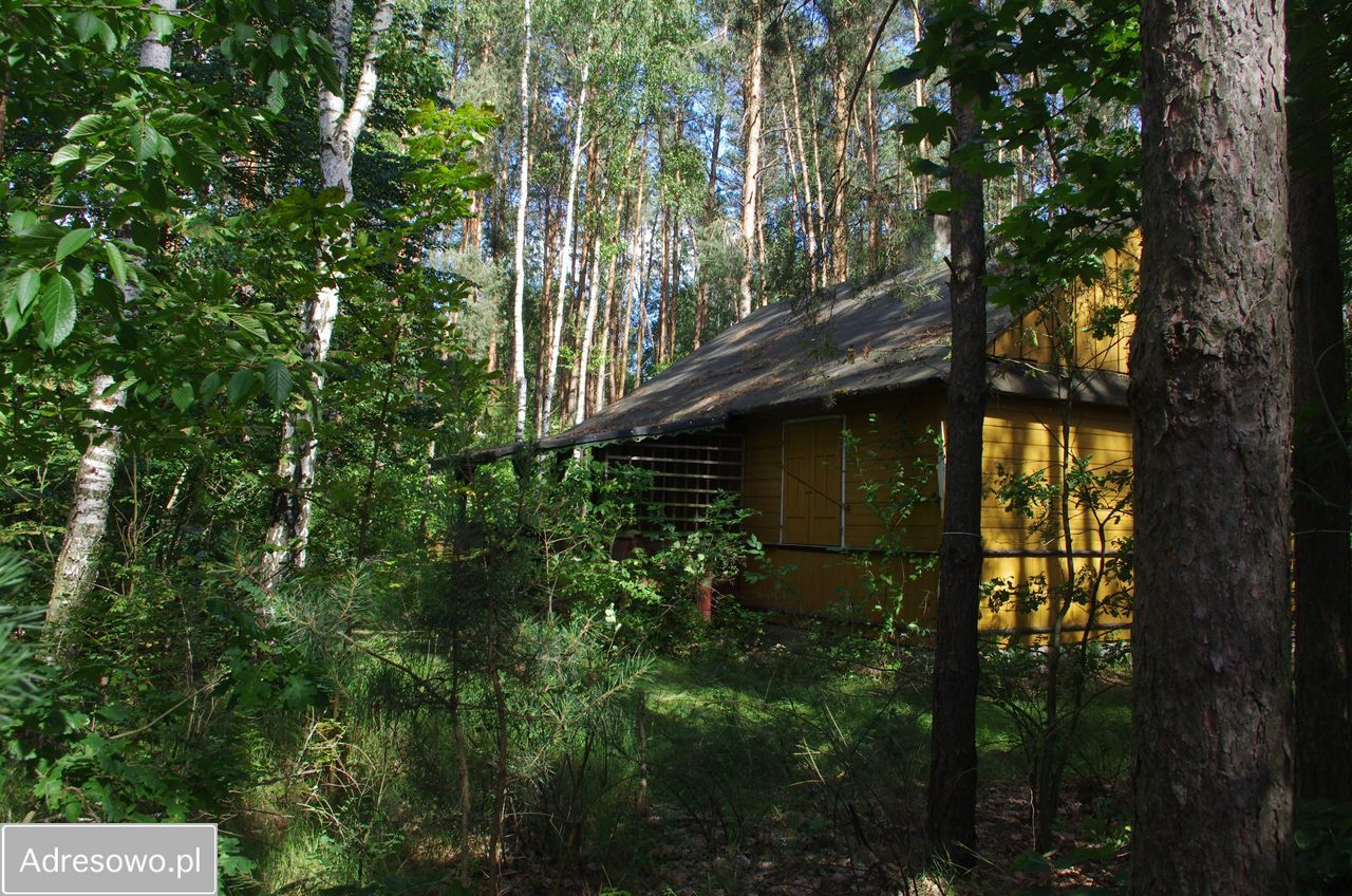 Działka leśna Rogoźnica. Zdjęcie 5