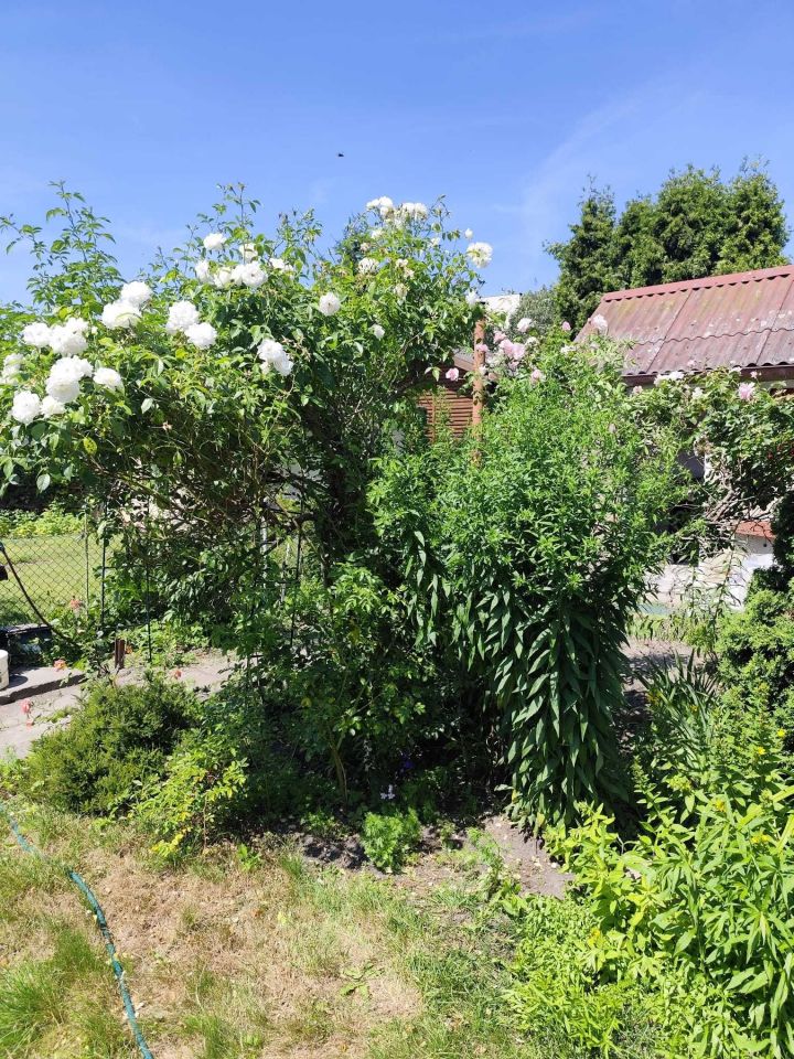 Działka rod Poznań Łazarz, ul. Klaudyny Potockiej. Zdjęcie 2