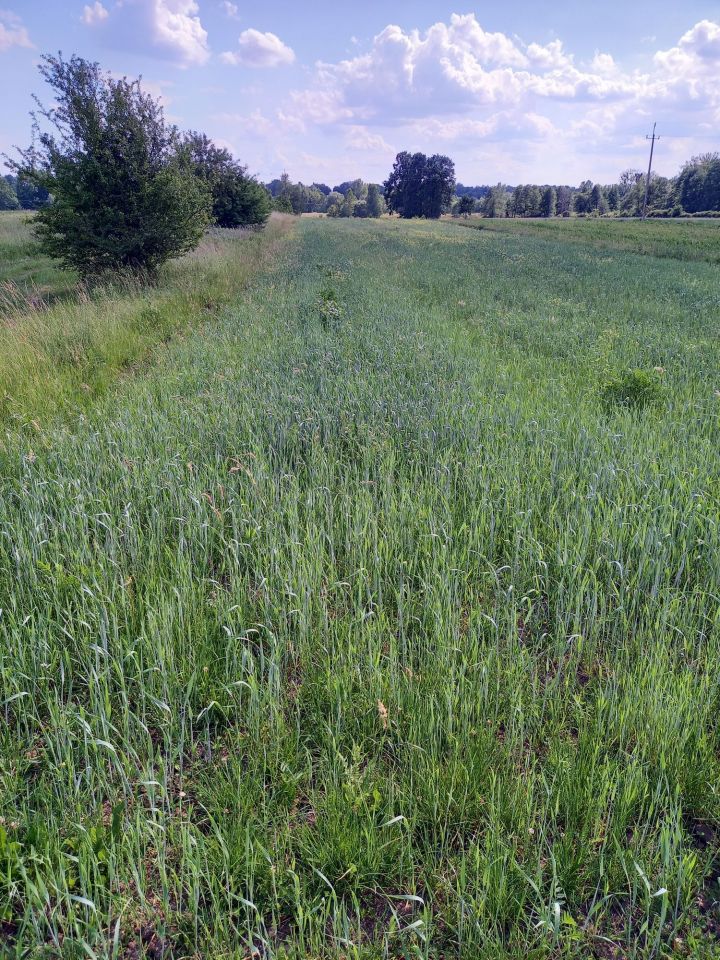 Działka rolno-budowlana Opatkowice. Zdjęcie 2