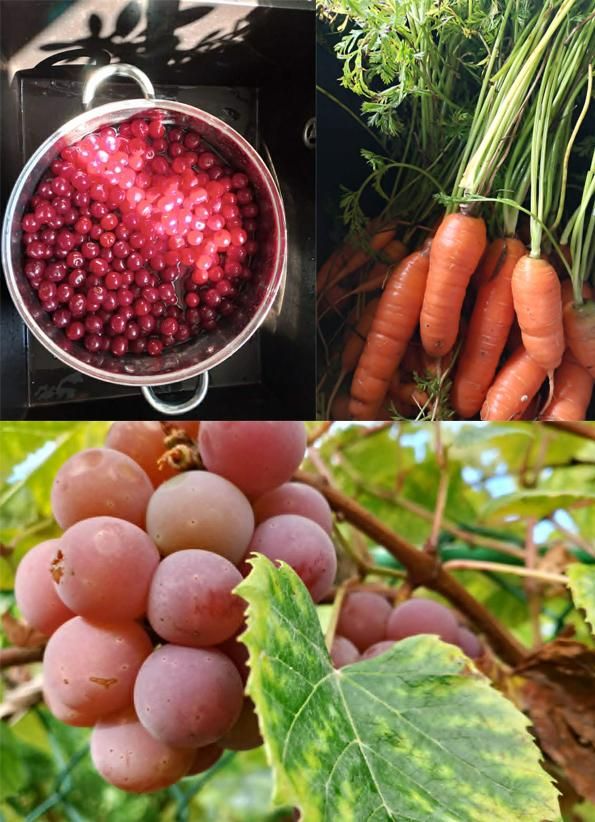 Działka rod Tarnobrzeg Nadole, ul. Wałowa. Zdjęcie 7