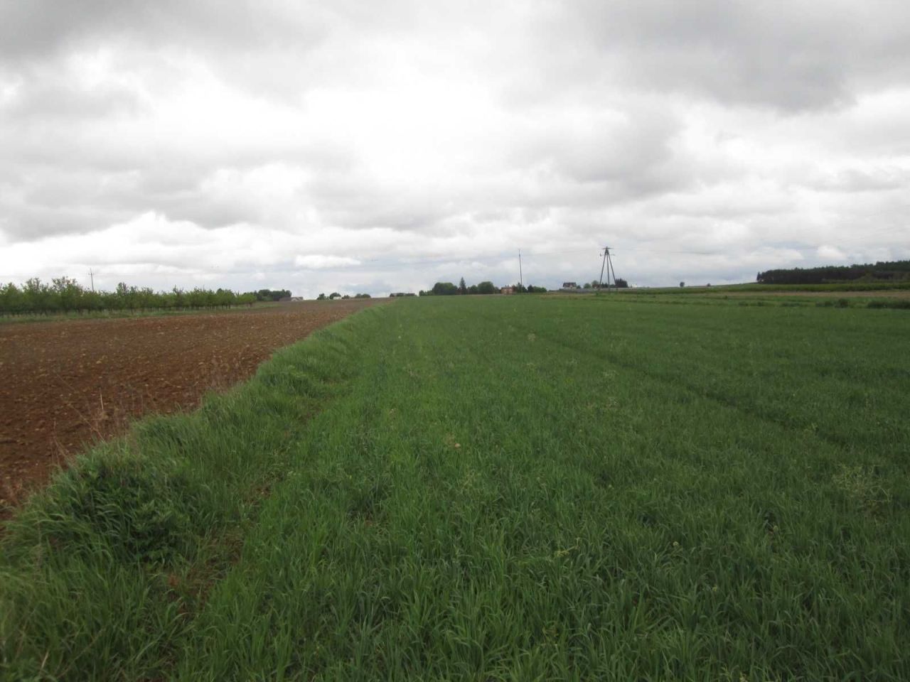 Działka rolna Krępa Górna. Zdjęcie 3