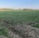 Działka rolno-budowlana Wielichowo. Zdjęcie 5