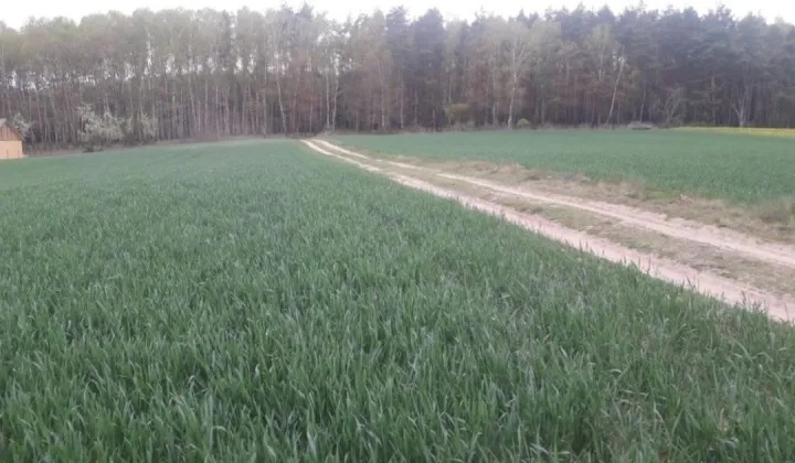 Działka rolna Potrzanowo