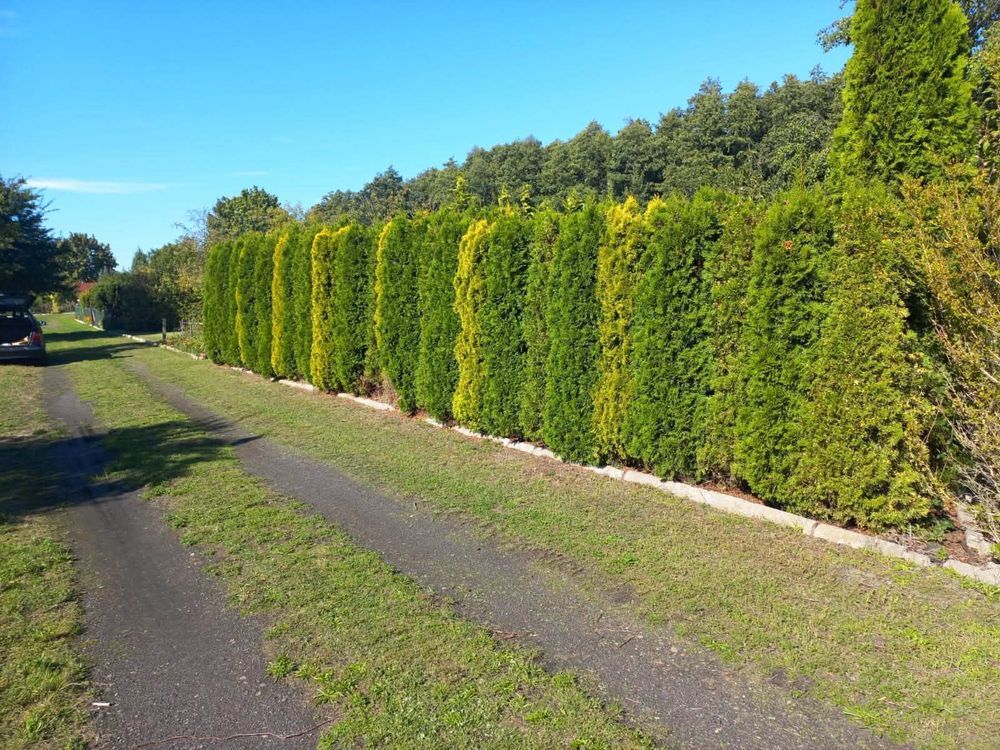 Działka rod Zielęcice. Zdjęcie 7