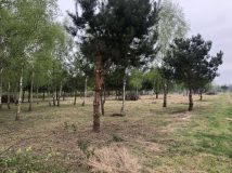 Działka siedliskowa Ciepłe Pierwsze, ul. Polnych Kwiatów. Zdjęcie 4