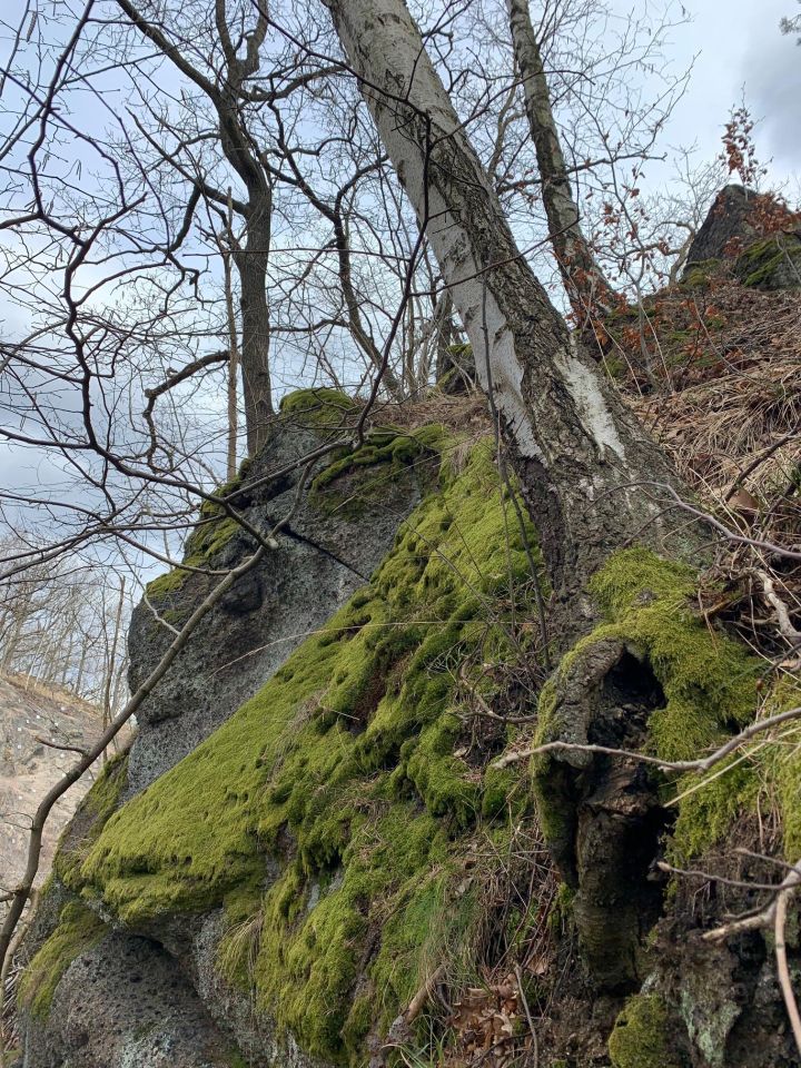 Działka budowlana Trzcińsko. Zdjęcie 6